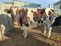 Ցուլ, Latvian Blue cattle — լուսանկար 4