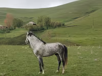 Айғыр, Azerbaijan horse — 1-сурет
