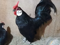 مينوركا — الصورة 1