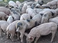 Eber, Schweine — Foto 3