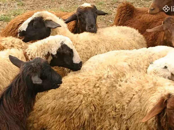 Խոյ, Ոչխարներ — Հայաստան