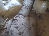 Leghorn — photo 3