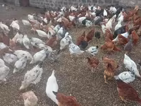 Chickens — լուսանկար 1