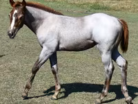 Yegua, Quarter Horse — foto 8
