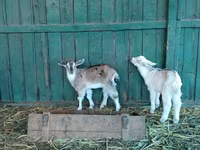Այծեր (խումբ, սեռը նշված չէ), Saanen goat — լուսանկար 8