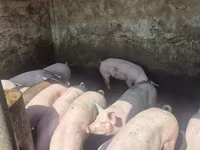 Eber, Schweine — Foto 7