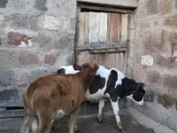 Bull, Cattle — photo 2