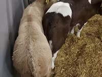 Կով, Simmental cattle — լուսանկար 5