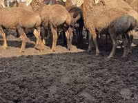 Խոյ, Arashan sheep — լուսանկար 1