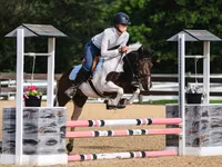 公马, Pinto horses — 照片 8