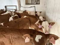 Ցուլ, Simmental cattle — լուսանկար 1