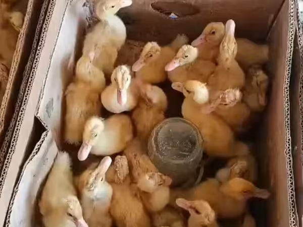 Утки