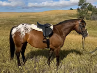 Ձի, Horses of Sable Island — լուսանկար 4