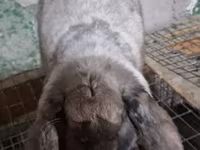 Ոչխար, Ոչխարներ — լուսանկար 1