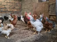 Chickens — լուսանկար 1
