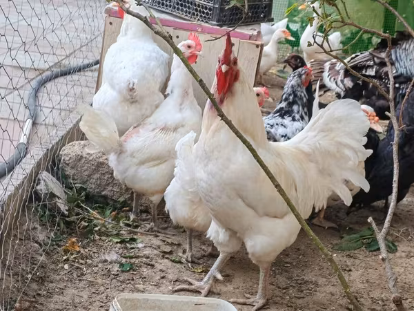 Chickens