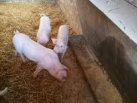 Sow, Pigs — photo 3