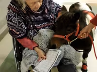 Ձի, Miniature horse — լուսանկար 3