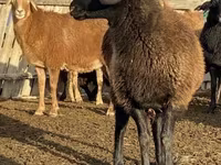 भेड़, Edilbay sheep — फ़ोटो 1