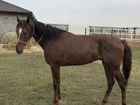 Horse (M), Arabian horse — photo 3