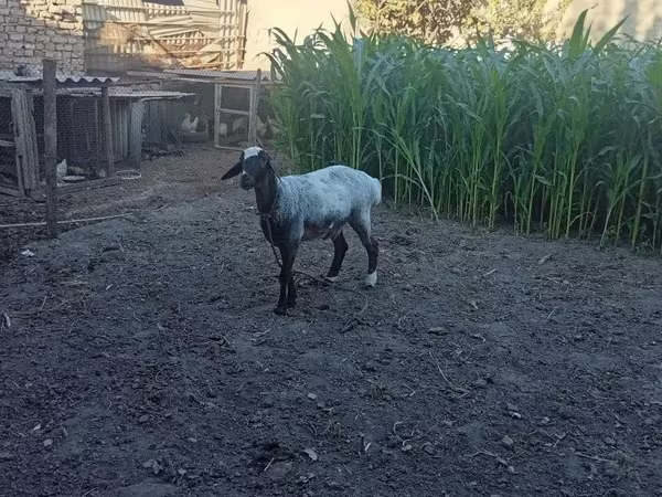 Widder, Blackheaded Persian sheep