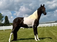 Caballo, Tennessee Walking Horse — foto 4