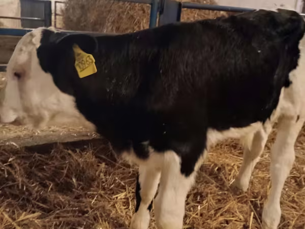 Ցուլ, Simmental cattle