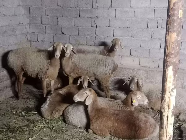 Խոյ, Arashan sheep