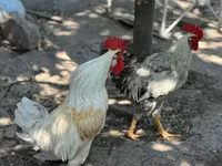 Chickens — الصورة 3