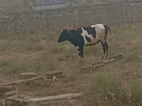 गाय, Russian Black pied cattle — फ़ोटो 1