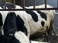 Bulle, Russian Black pied cattle — Foto 4
