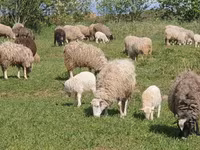 母羊, Edilbay sheep — 照片 3