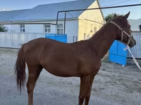 Horse (M), Arabian horse — photo 2