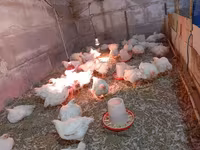 Chickens — 1-сурет