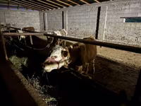 Bulle, Latvian Blue cattle — Foto 1