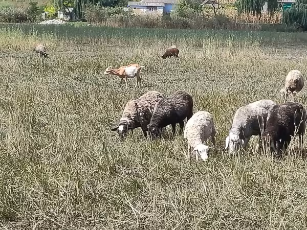 भेड़, Romanov sheep