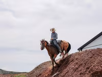 Ձի, Quarter Horse — լուսանկար 8
