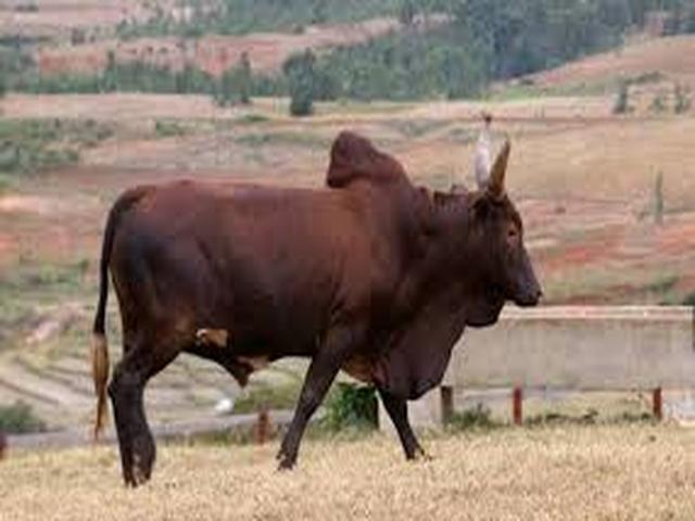 Ադրբեջանական զեբու
