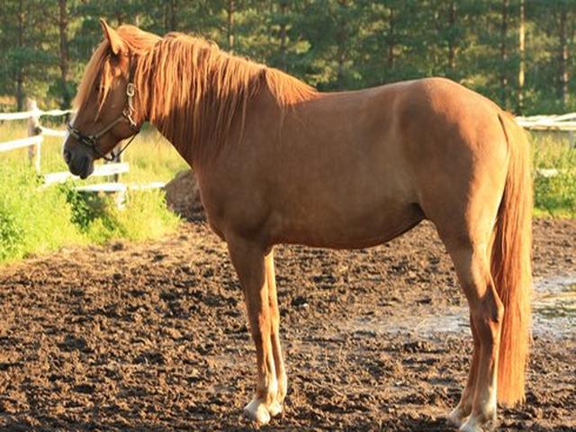 Финская лошадь