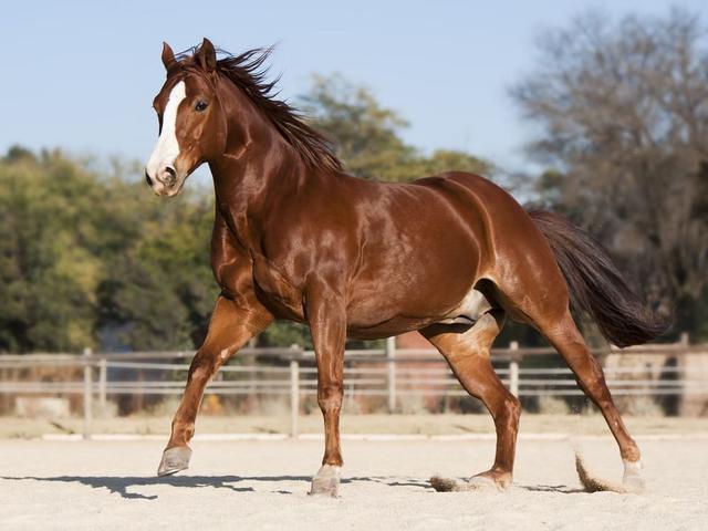 Quarter Horse