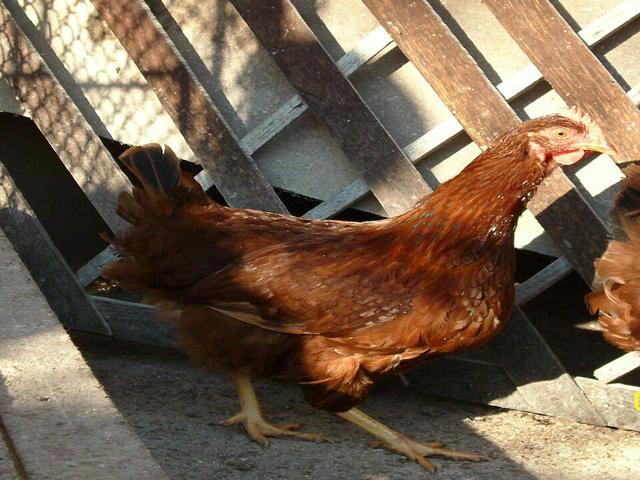 Загорская Красная