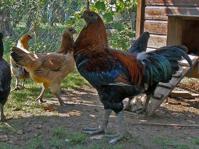 Բրյուգսե Վեխտեր