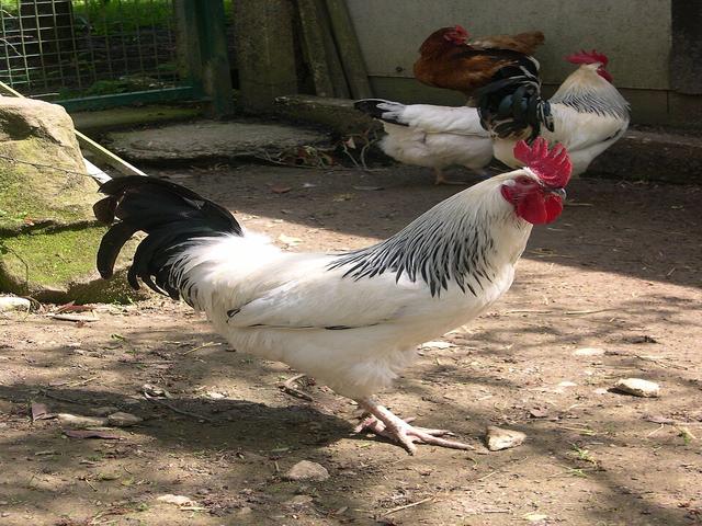 Բուրբոննեզ