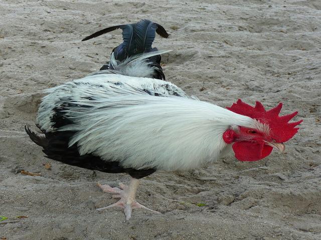 Դորկինգ