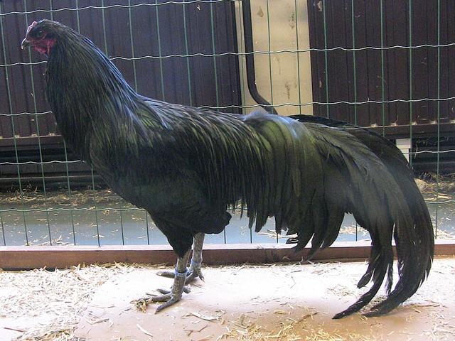 Суматра