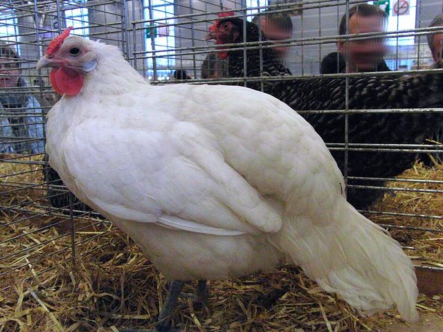Ալզասիեն