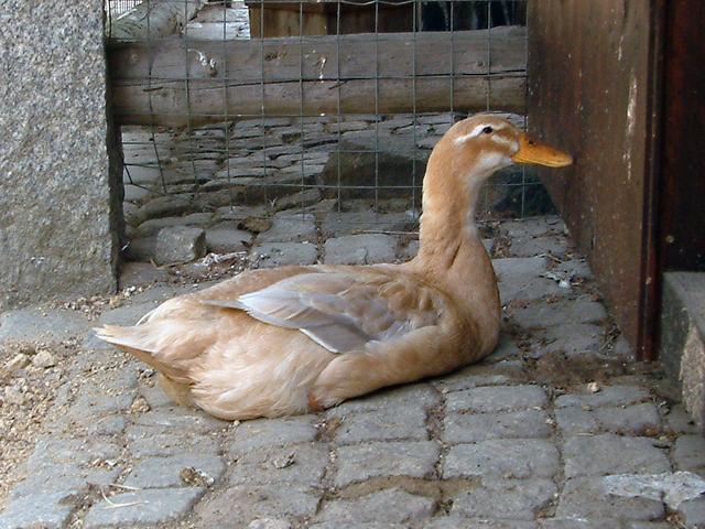 Սաքսոնիա
