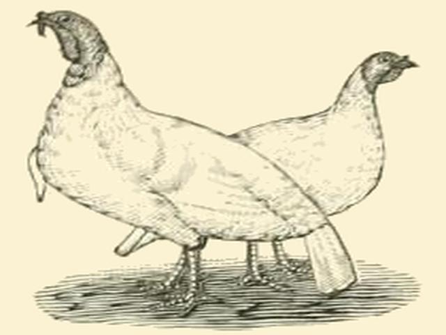 Ուայթ Հոլանդ