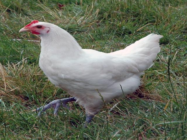 Բրես Գոլուազ