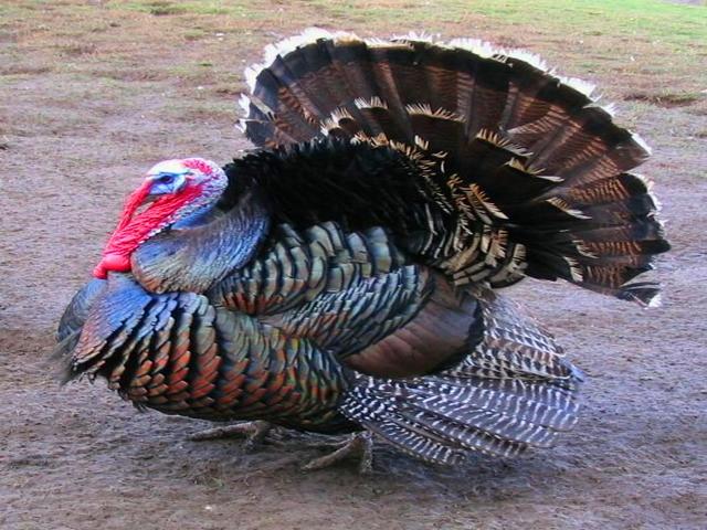 Բրոնզե